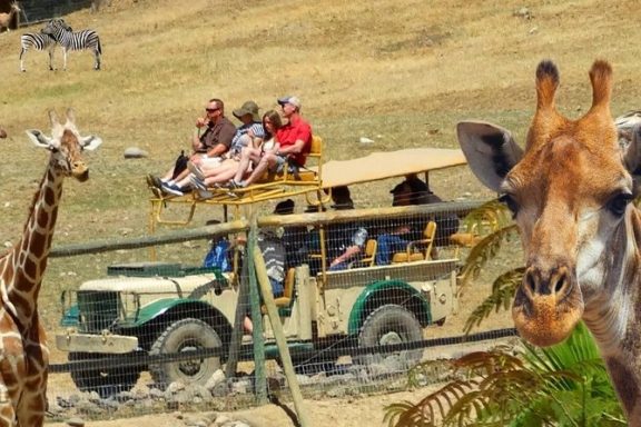 Safari West Tour